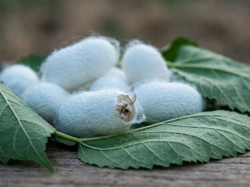 Peace Silk: Was ist Ahimsa-Seide und wie entsteht sie?